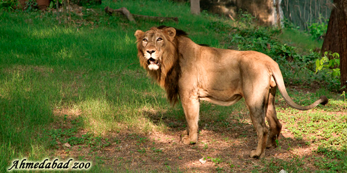PHOTO GALLERY - Kamla Nehru Zoological Garden Kankaria, Ahmedabad