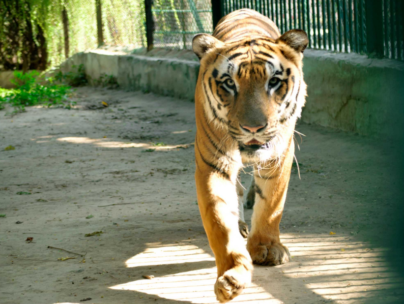 Kamla Nehru Zoological Garden Kankaria, Ahmedabad